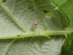 Theridion varians
