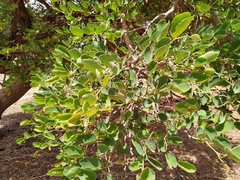 Piliostigma reticulatum