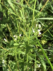 Cardamine flexuosa