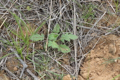 Erodium hoefftianum