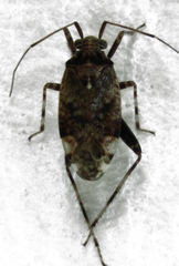 Chinamiris muehlenbeckiae