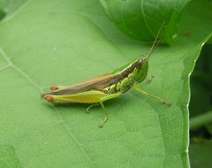 Oxya hyla