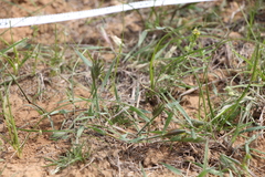 Eremopyrum orientale