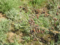 Halimodendron halodendron