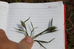 Eremopyrum orientale