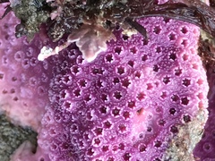 Stylantheca papillosa