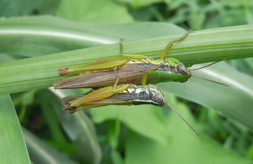 Spine-kneed Grasshopper
