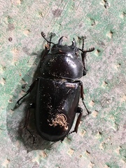 Lucanidae