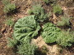 Rheum tataricum