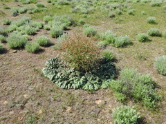 Rheum tataricum