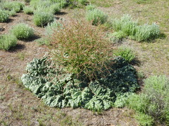 Rheum tataricum