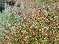 Rheum tataricum