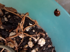 Harmonia axyridis