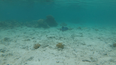 Pseudobalistes fuscus