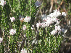 Trichocephalus stipularis