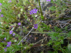 Legousia hybrida