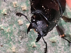 Lucanidae