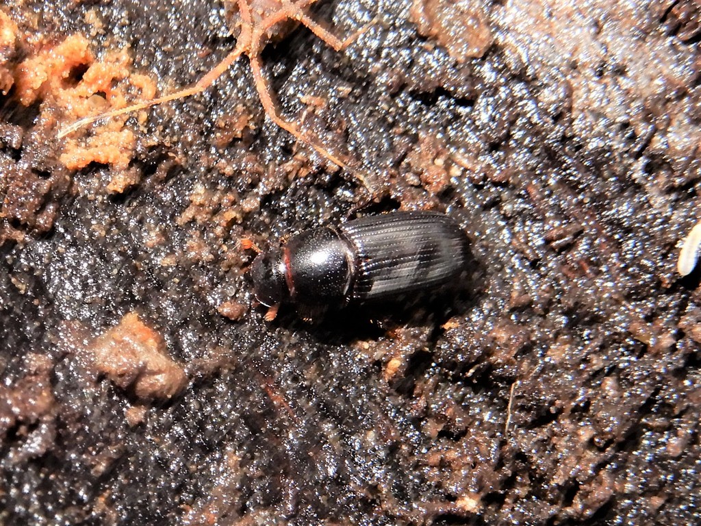 Pitchy Scarab