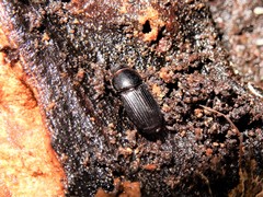 Ataenius picinus