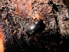 Ataenius picinus