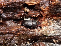 Ataenius picinus