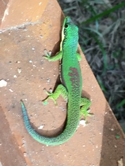 Phelsuma lineata