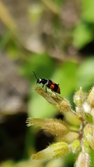 Anthocomus fasciatus