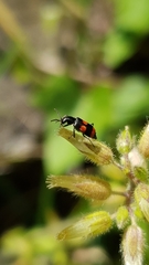 Anthocomus fasciatus