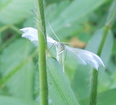 Pterophorus
