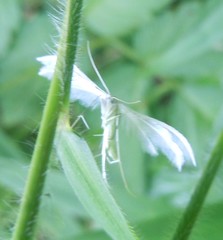 Pterophorus