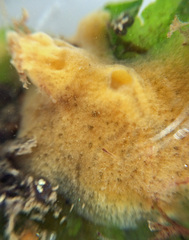 Halichondria panicea