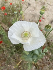 Papaver somniferum