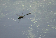 Cordulia aenea aenea