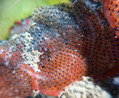 Watersipora cucullata