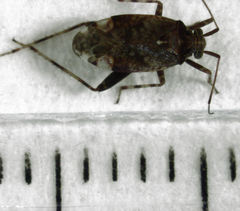 Chinamiris muehlenbeckiae