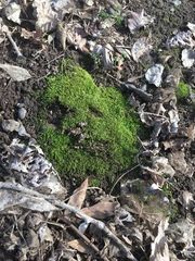 Bryophyta
