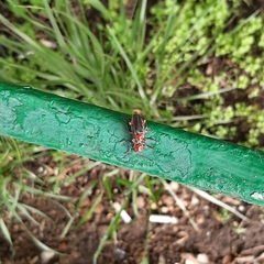 Cantharis rustica