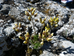 Draba cuspidata