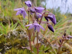 Gentianella rapunculoides