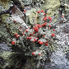 Cladonia diversa