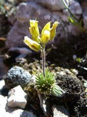 Draba cuspidata
