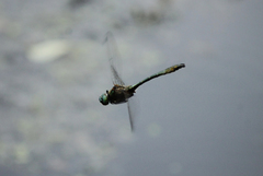 Cordulia aenea aenea