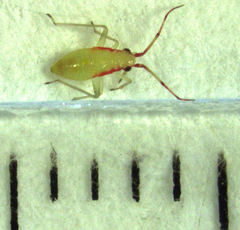 Chinamiris muehlenbeckiae