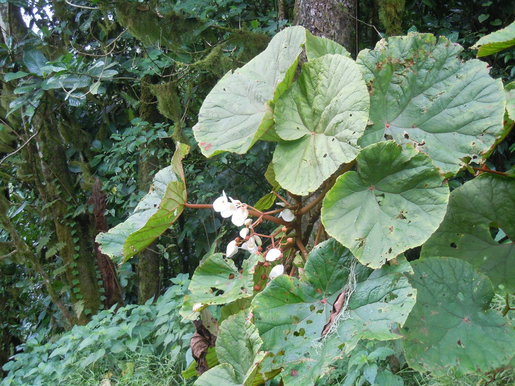 Begonia crateris