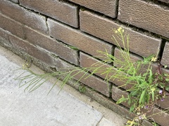 Sisymbrium irio