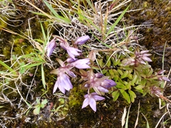 Gentianella rapunculoides