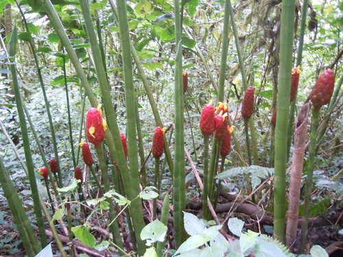 Costus giganteus image