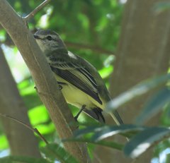 Phyllomyias fasciatus