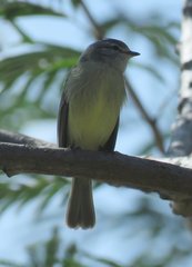 Phyllomyias fasciatus
