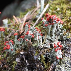 Cladonia diversa